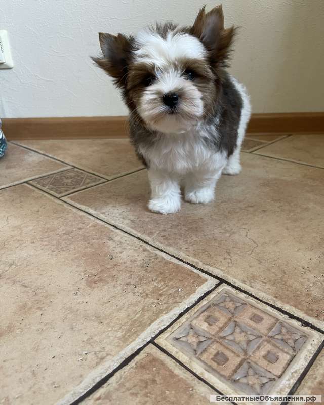 Цветной Йорк