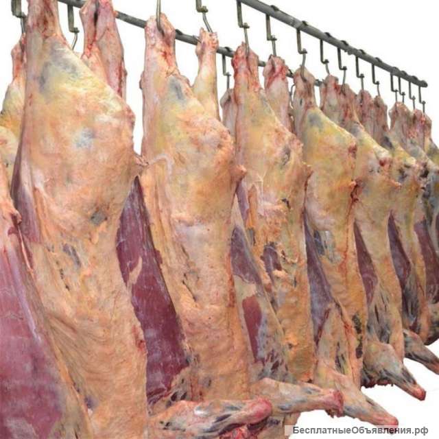 Мясо свинина, говядина, цыпленка бройлера собственного производства