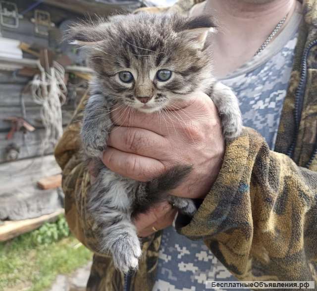 Отдам в хорошие руки