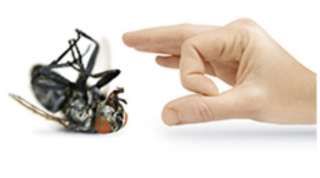 Уничтожение Тараканов