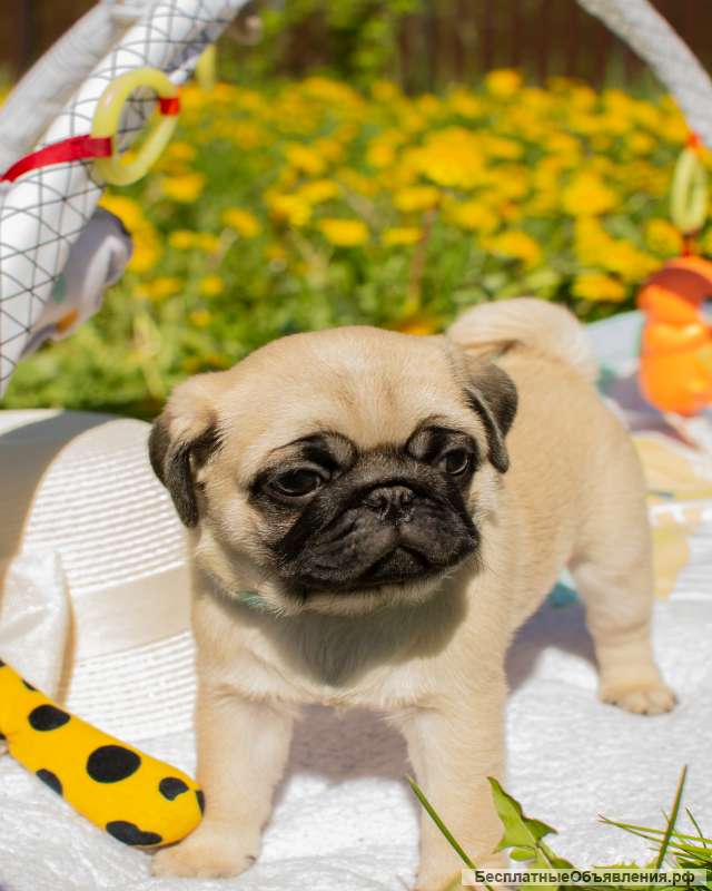 Щенок-мальчик