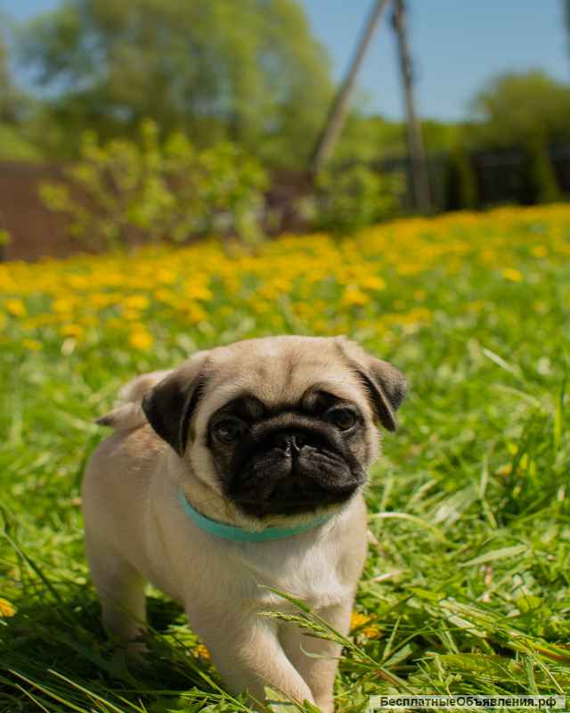 Щенок-мальчик