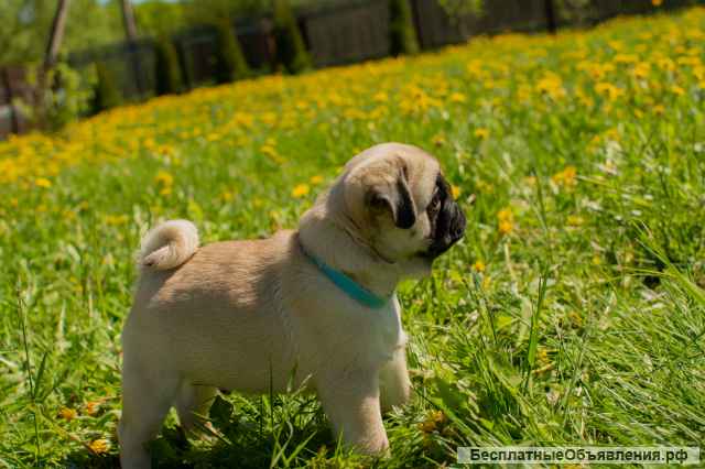 Щенок-мальчик