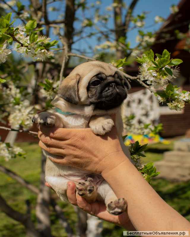 Щенок-мальчик