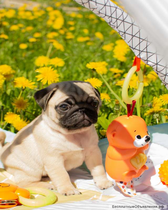 Девочка -дюймовочка