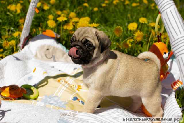 Девочка -дюймовочка