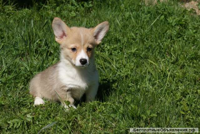 Щенки Вельш Корги Пемброк