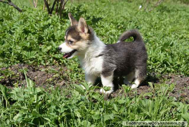 Щенки Вельш Корги Пемброк