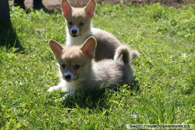 Щенки Вельш Корги Пемброк