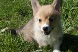 Щенки Вельш Корги Пемброк