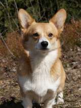 Щенки Вельш Корги Пемброк