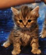 Котята шотландские