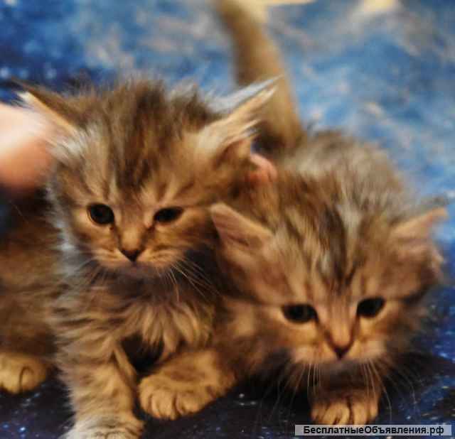 Котята шотландские