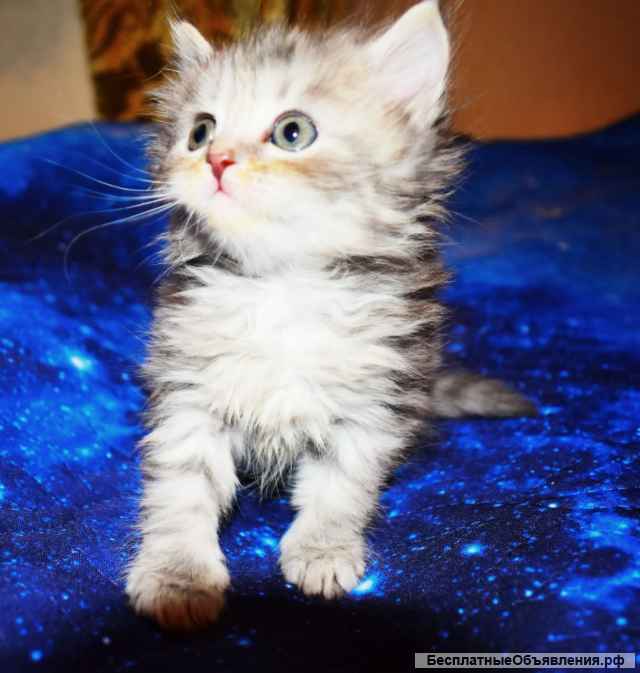 Котята шотландские