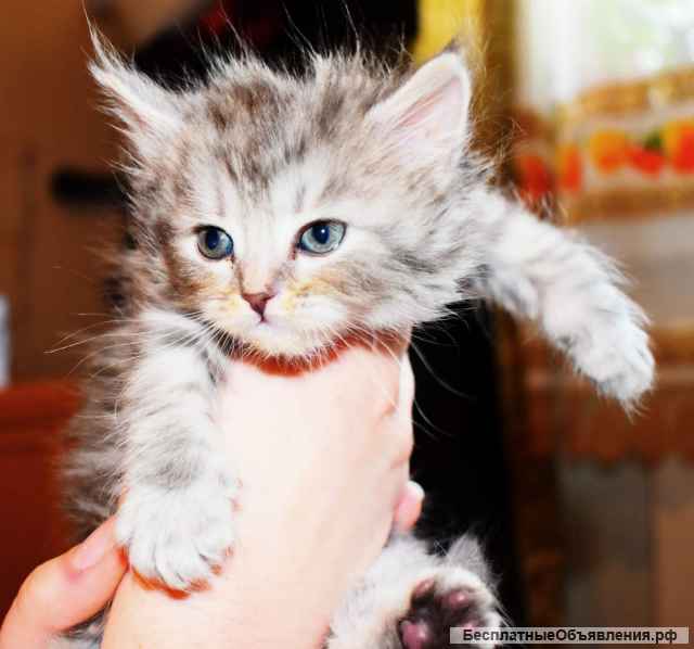 Котята шотландские