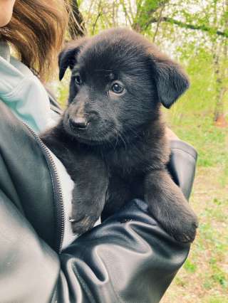 Уличные щенки в добрые руки