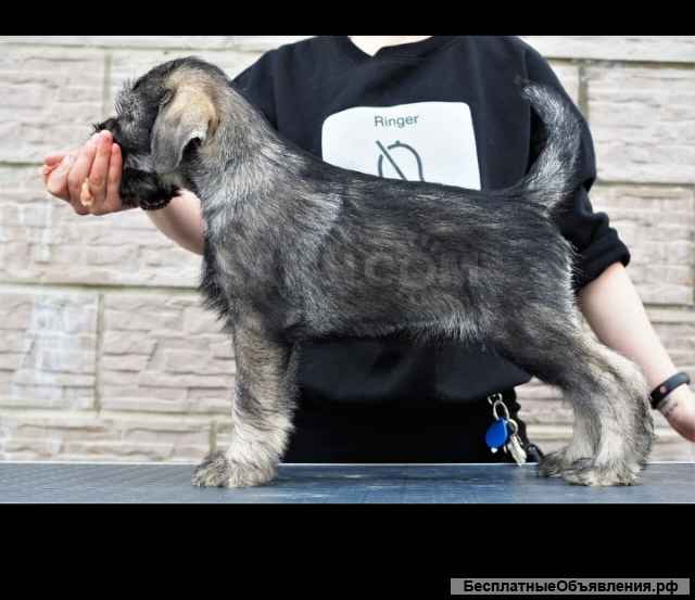 Щенки миттельшнауцера