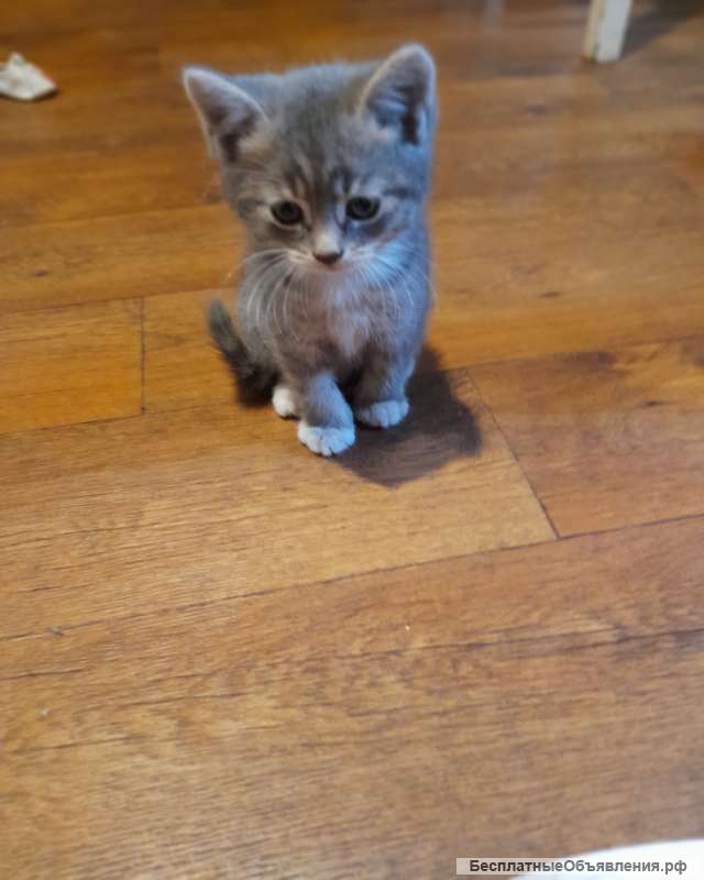 Котята в добрые руки. Самовывоз