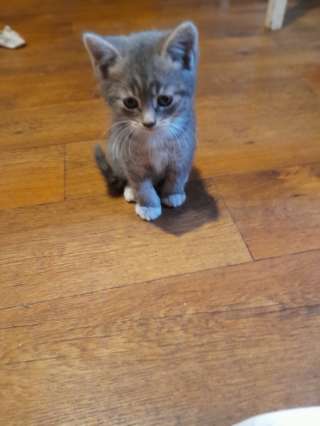 Котята в добрые руки. Самовывоз