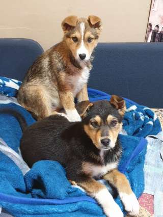 Отдам в хорошие руки