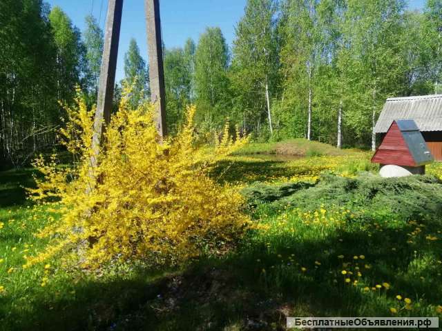 Дачу в Витебской области