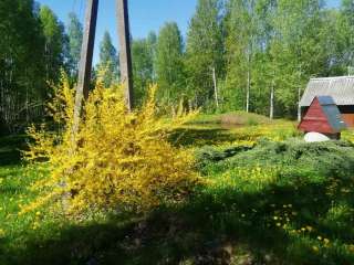 Дачу в Витебской области