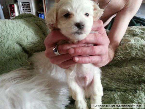 Очаровашки мальтезе