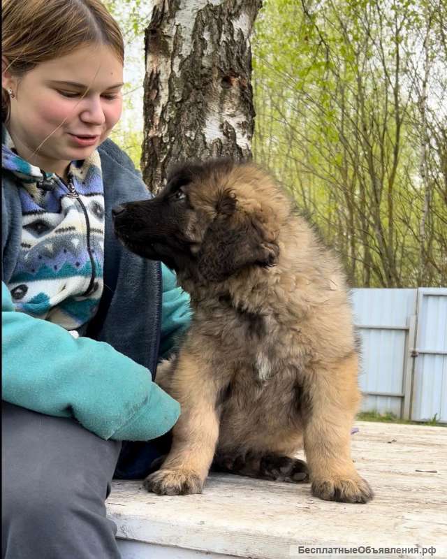 Щенки Леонбергера от пары чемпионов