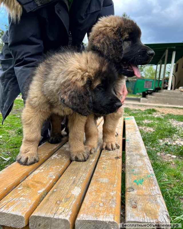 Щенки Леонбергера от пары чемпионов