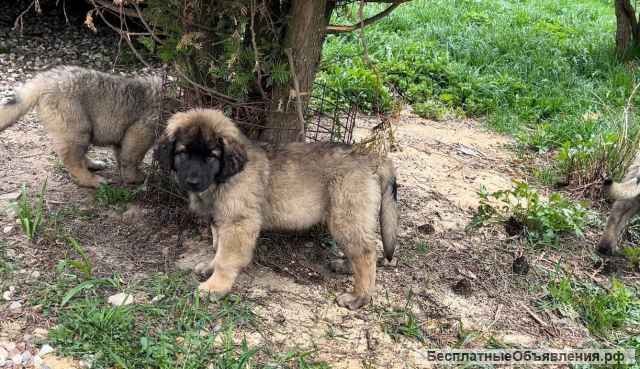 Щенки Леонбергера от пары чемпионов