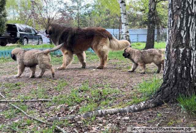 Щенки Леонбергера от пары чемпионов