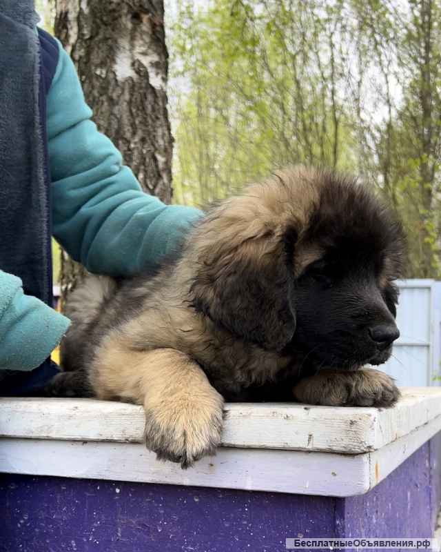 Щенки Леонбергера от пары чемпионов