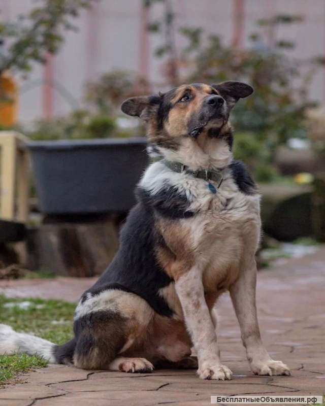 Метис алабая ищет дом