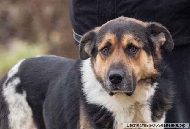 Метис алабая ищет дом