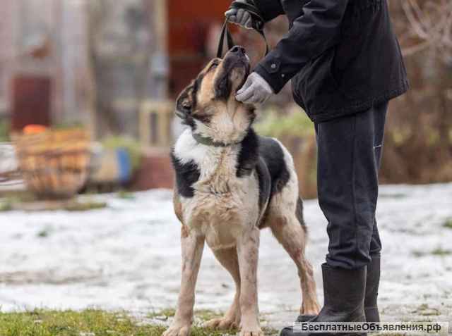 Метис алабая ищет дом
