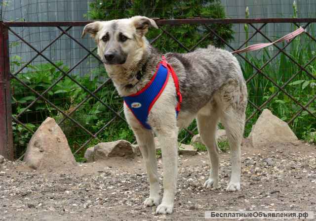 Парень для охраны