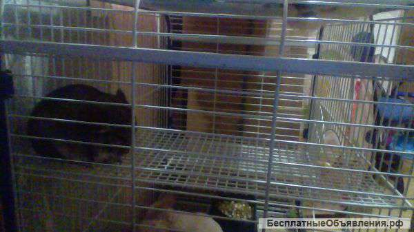 Шиншила мальчик