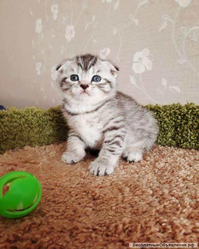 Красивые шотландские котята фолд и страйт