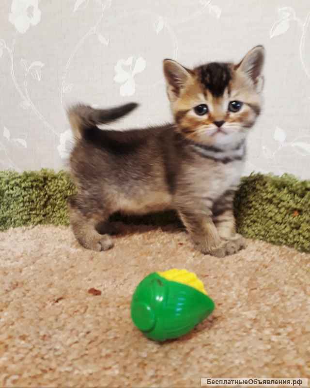 Красивые шотландские котята фолд и страйт