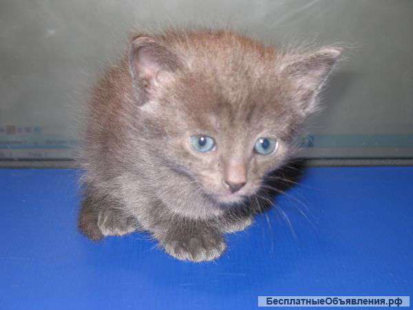 Котята-девочки 1,5 мес в хорошие руки