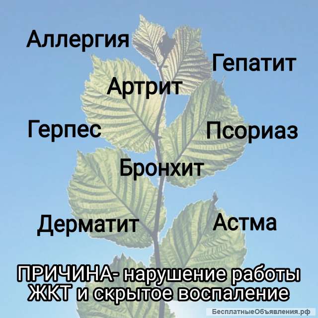 Фитотерапия- лечение и профилактика