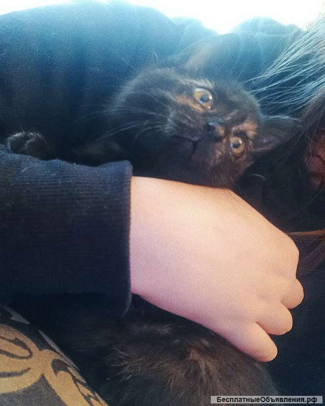 Кошечка девочка 1.5 месяцев