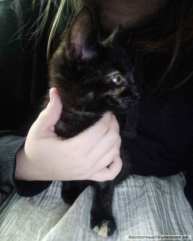 Кошечка девочка 1.5 месяцев