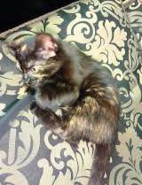 Кошечка девочка 1.5 месяцев