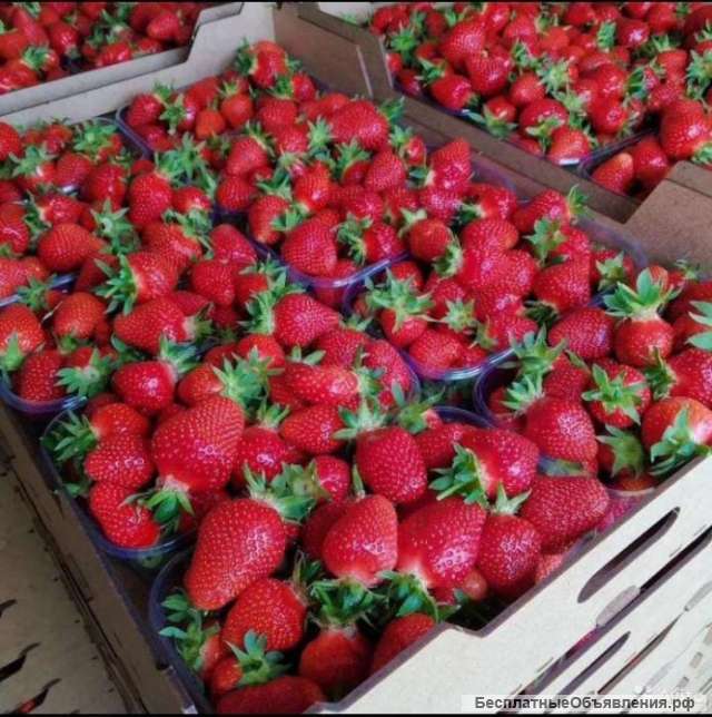 Сборщик ягод вахта