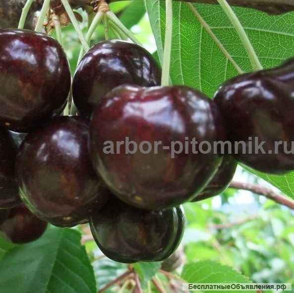 Саженцы черешни ЗКС, крупномеры черешни с землей из питомника в Подмосковье