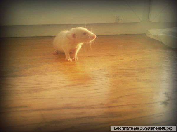 Сиамские крыски