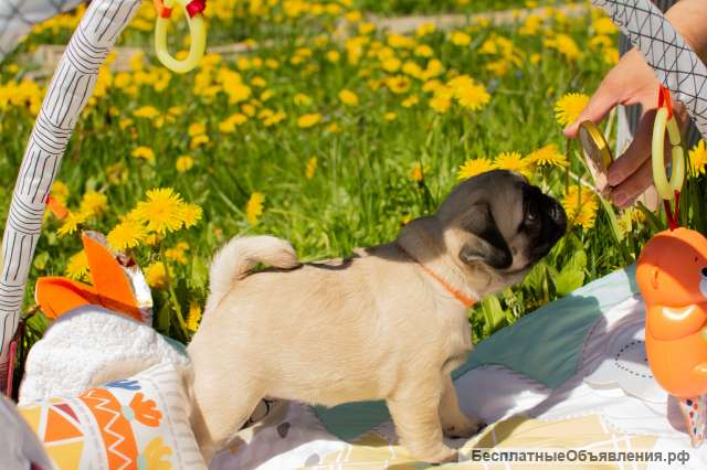 Щенок мопса-Кудряшка Сью