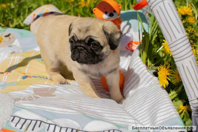 Щенок мопса-Кудряшка Сью