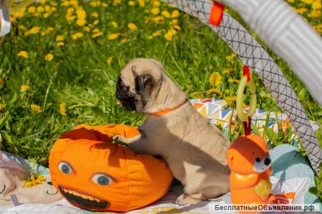 Щенок мопса-Кудряшка Сью